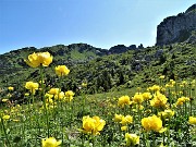 27 Botton d'oro (Trollius euopaeus) con Corna Grande a sx e 'Falesia dell'Era Glaciale' a dx